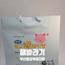 복담은집 | [해바라기] 황금복돼지빵 ｜ 부산 기념품 추천!! 황금복돼지빵부산 여행 선물로 복을 빵빵하게!!