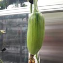 다운농장 이미지