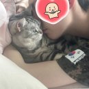 참새골김시우집앞 | 삐약삐약 고양이