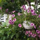 치악금대별장 이미지