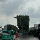 동하 돈가스 | [왕강추] 행궁동돈까스 ‘하쿠‘ 후기