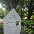 제주 여행(카멜리아 힐) 이미지