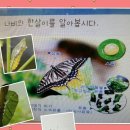 나비 한살이 이미지