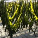 서청미역 이미지