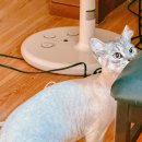 이쁘냥 고양이 미용실 이미지