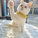 일산고양이분양 라라캣츠 이미지