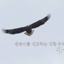 겨울철 한강에서 볼수있는 대형수리(참수리 흰꼬리수리) 이미지