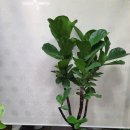 현대자동차 신평점 이미지