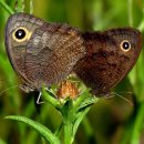 우드님프 이미지