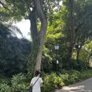 숲속공원 | [싱가포르]도심 속 숲속‘포트 캐닝 공원’ 후기 (위치/입장료/포토존/방문 꿀팁)