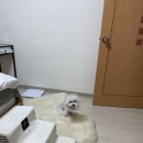 견공작소 이미지