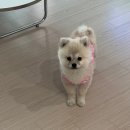 지제역 | 평택 애견미용 추천 셀프 목욕 가능한 유폴 평택지제역점 후기