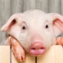 국빈관나이트 이미지