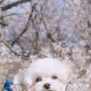미소짓개 네이버블로그