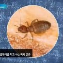 다듬이