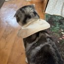 기분좋은 동물병원 | 구로 모두동물병원 고양이 건강검진 스케일링 후기