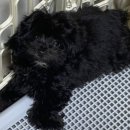 도그마루 강아지고양이 안양점 이미지