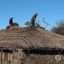 제주초가집 이미지