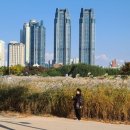 갈대정원 이미지