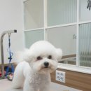 설 grooming 이미지