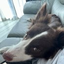 숙이목장 | 무스 무디와 제주도 보름 살기 - (유월의 제주 Day.02💛)