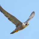 매 [송골매, Peregrine falcon (Falco peregrinus)] 이미지