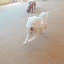 하이뭉치 유치원 이미지