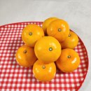 맛장터 | 제주도 천혜향 추천 맛장터 3kg 택배 배송 후기