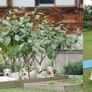 관저펫미용 이미지