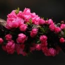 동백아가씨 이미지