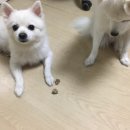 블루덴탈 이미지