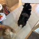 세곡 버스정류장 | <소원당> 강남구 세곡동에서 귀여운 강아지들과 신점 보고 온 후기