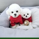 에듀멍 애견유치원 호텔 | 에듀멍 애견유치원 호텔 시설 깔끔으로 유명한 곳의 이용 비용 안내