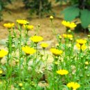 개구리집 이미지