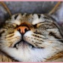 서현동물병원 | 분당 서현 24시 동물병원에서 고양이 내성발톱 치료 경험 후기