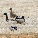 청둥오리 이미지