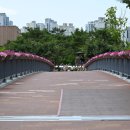 숲속 하얀 뜰 | 세종 제천뜰근린공원 나들이 하천에 핀 수국 주차정보 및 출사후기