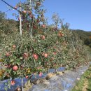 삼애농원 이미지