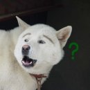 허* - 안양시 동안구 경수대로 430 | 허*
