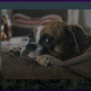 보광동 무후묘 이미지