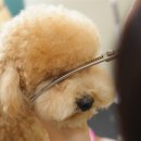 왈왈애견 이미지