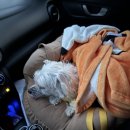 리츠펫 선물 | [월간일기] 백수와 강아지