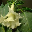 천사의 아침 이미지