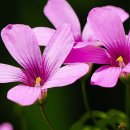 자연의 노래 이미지