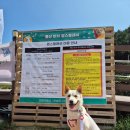 주식회사 멍시태그 | 울산 반려견과 함께 즐기는 해양레포츠 멍콕 멍스플래쉬 행사 후기