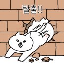 운정고양이호텔 이미지