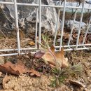 스테이 두리 이미지