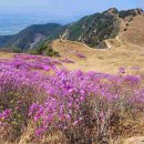 창녕 화왕산 옥천리 원점산행 ( 진달래군락지 - 배바위 ) 이미지