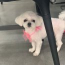 한일애견미용실 이미지