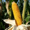 우수사료 이미지